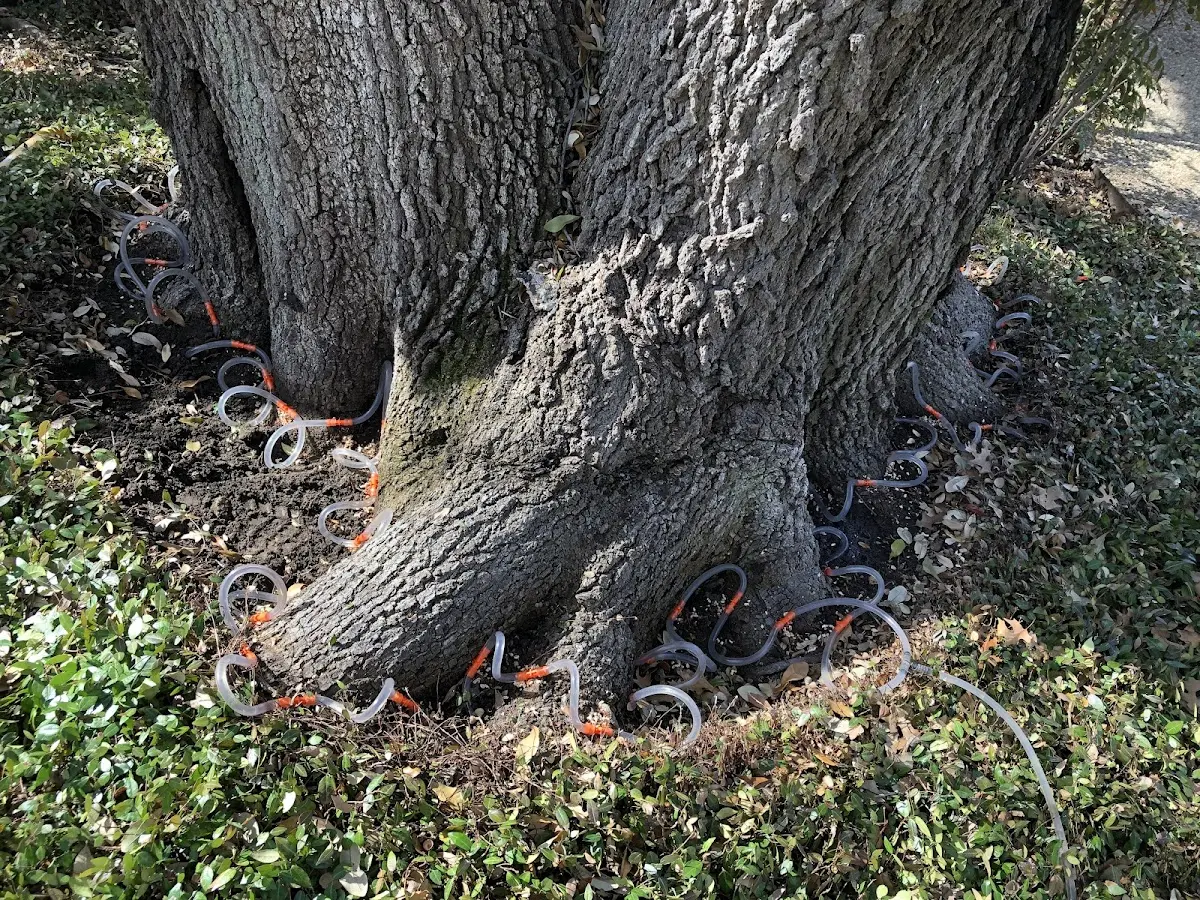Detailed Tree Cabling and Bracing job site in Wildomar